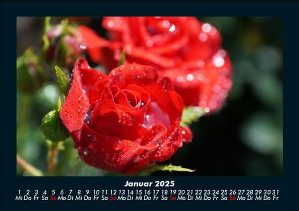 Produktbild: Rosen-Kalender 2025 Fotokalender DIN A5