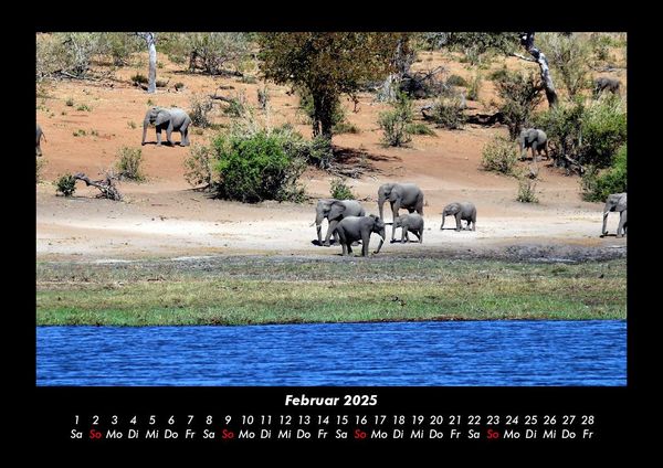 Produktbild: Elefanten - Die sanften Riesen Afrikas 2025 Fotokalender DIN A3