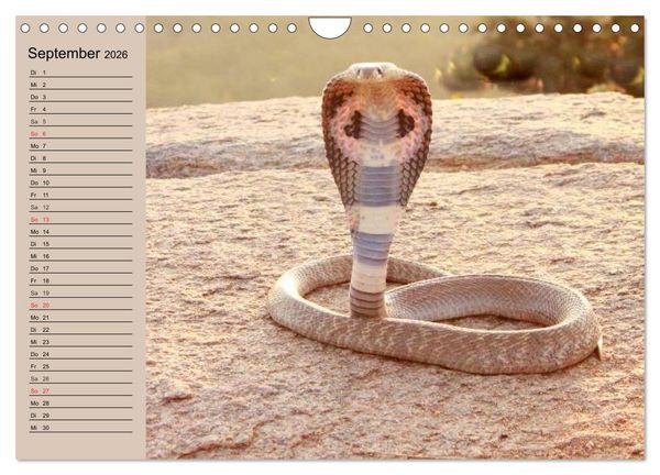 Produktbild: Giftschlangen (Wandkalender 2026 DIN A4 quer), CALVENDO Monatskalender