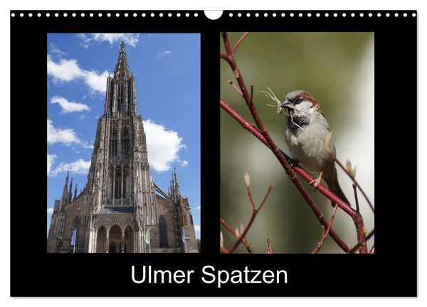 Produktbild: Ulmer Spatzen (Wandkalender 2026 DIN A3 quer), CALVENDO Monatskalender