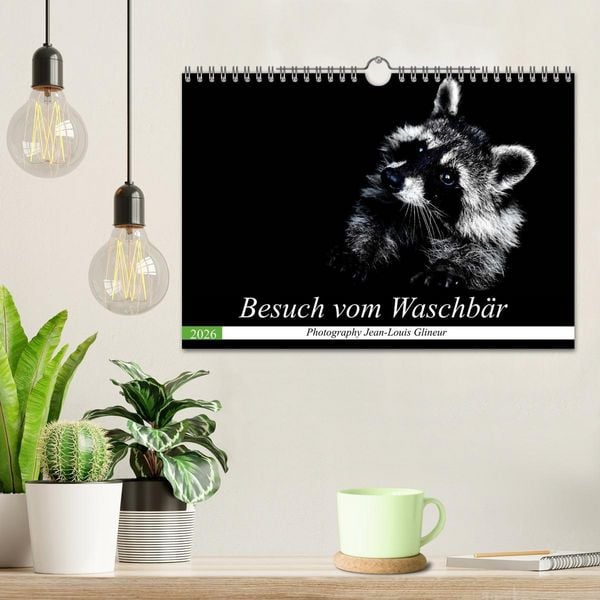 Produktbild: Besuch vom Waschb&auml;r (Wandkalender 2026 DIN A4 quer), CALVENDO Monatskalender