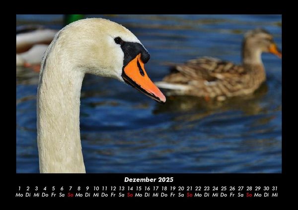 Produktbild: Enten 2025 Fotokalender DIN A3