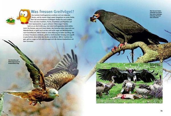 Produktbild: Entdecke die Greifv&ouml;gel