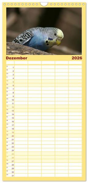 Produktbild: Familienplaner 2026 - Wellensittiche - Gefiederte Freunde mit 5 Spalten (Wandkalender, 21 x 45 cm) CALVENDO