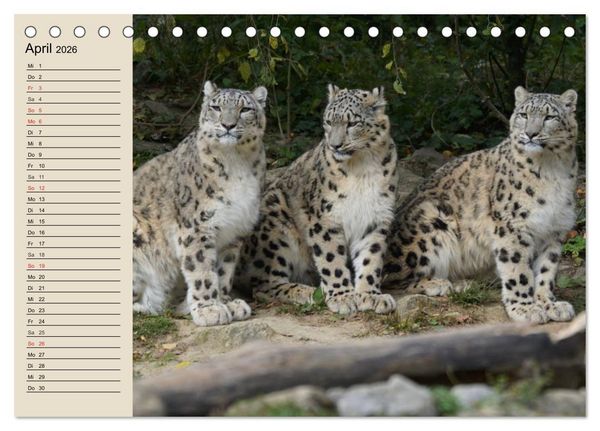 Produktbild: Schneeleoparden. Geschmeidige Gebirgsj&auml;ger (Tischkalender 2026 DIN A5 quer), CALVENDO Monatskalender