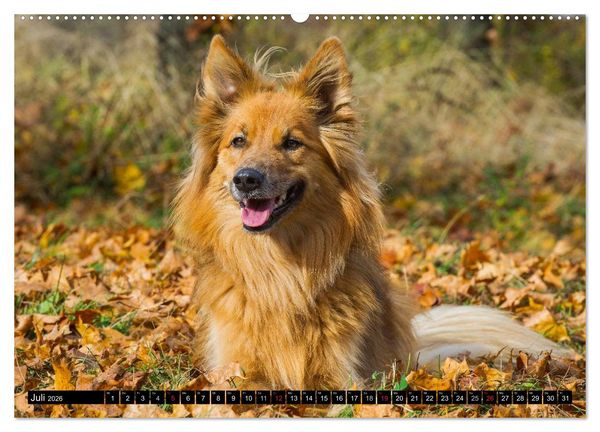 Produktbild: Altdeutsche H&uuml;tehunde - Fast vergessen (Wandkalender 2026 DIN A2 quer), CALVENDO Monatskalender