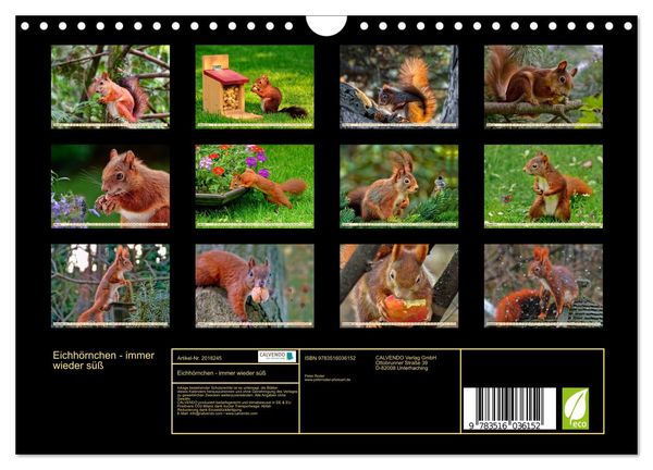 Produktbild: Eichh&ouml;rnchen - immer wieder s&uuml;&szlig; (Wandkalender 2026 DIN A4 quer), CALVENDO Monatskalender
