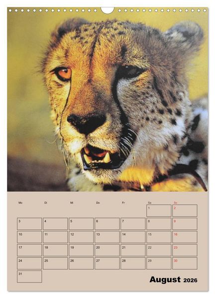 Produktbild: Gro&szlig;katzen. Raubkatzengesichter (Wandkalender 2026 DIN A3 hoch), CALVENDO Monatskalender