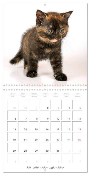 Produktbild: Persian Kittens (Wall Calendar 2026 12 &times; 12 Inch) CALVENDO 12 Month Wall Calendar