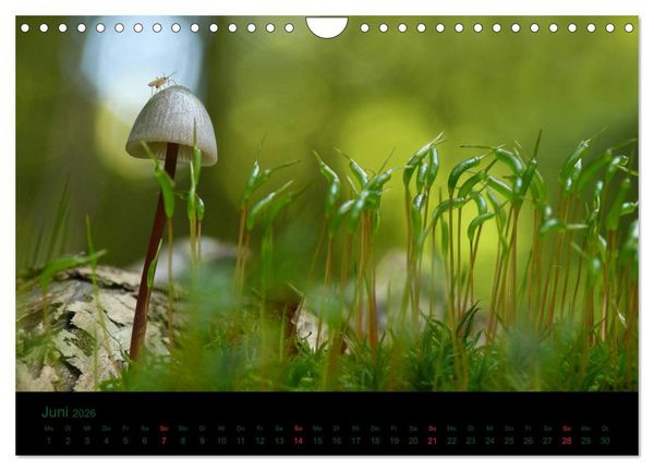 Produktbild: Im Reich der Pilze (Wandkalender 2026 DIN A4 quer), CALVENDO Monatskalender