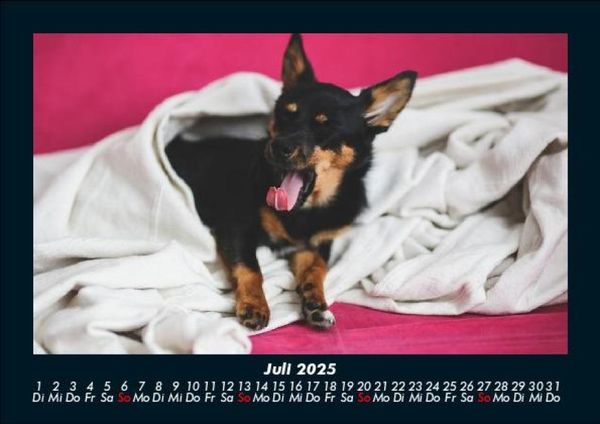 Produktbild: Tierkalender 2025 Fotokalender DIN A5