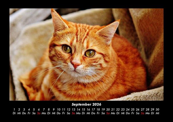 Produktbild: F&uuml;r Katzenfreunde 2026 Fotokalender DIN A3