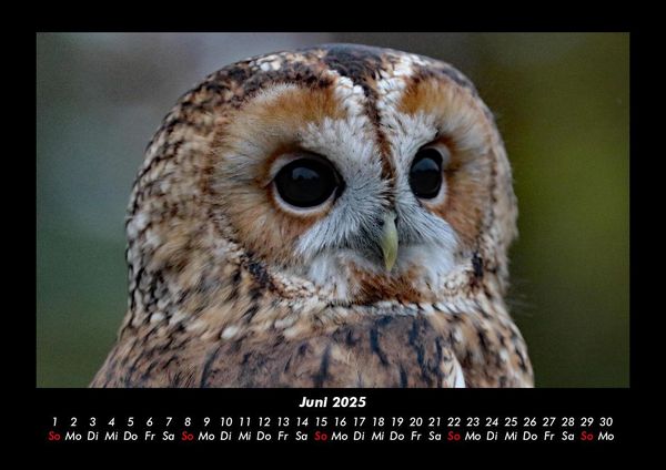 Produktbild: Tierkalender 2025 Fotokalender DIN A3