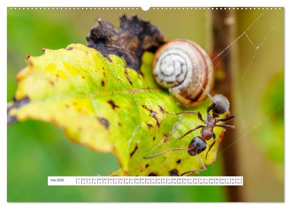 Produktbild: La vie de nos prairies - Le monde des fourmis (Calendrier mural 2026 DIN A2 vertical) calendrier de bureau