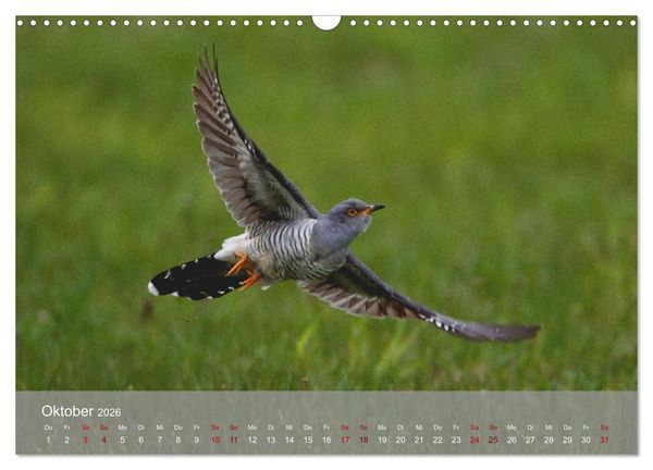 Produktbild: Kuckuck,Kuckuck,rufts aus dem Wald (Wandkalender 2026 DIN A3 quer), CALVENDO Monatskalender