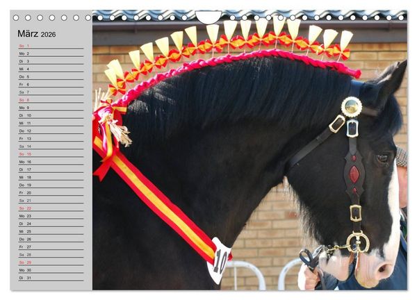 Produktbild: Das Shire Horse. Impressionen (Wandkalender 2026 DIN A4 quer), CALVENDO Monatskalender