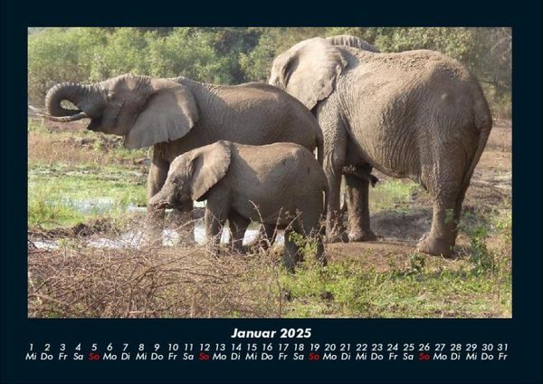 Produktbild: Elefanten 2025 Fotokalender DIN A4