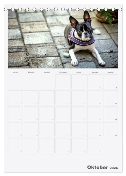 Produktbild: Boston Terrier der Hund 2026 (Tischkalender 2026 DIN A5 hoch), CALVENDO Monatskalender