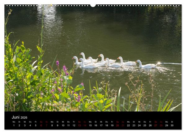 Produktbild: Die Amper - Ansichten eines bayerischen Flusses (hochwertiger Premium Wandkalender 2026 DIN A2 quer), Kunstdruck in Hochglanz