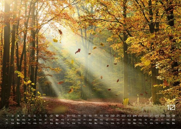 Produktbild: Wald - Erholung f&uuml;r Mensch und Tier - 2027 - Kalender DIN A3