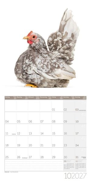 Produktbild: Verr&uuml;ckte H&uuml;hner Kalender 2027 - 30x30 - Art12