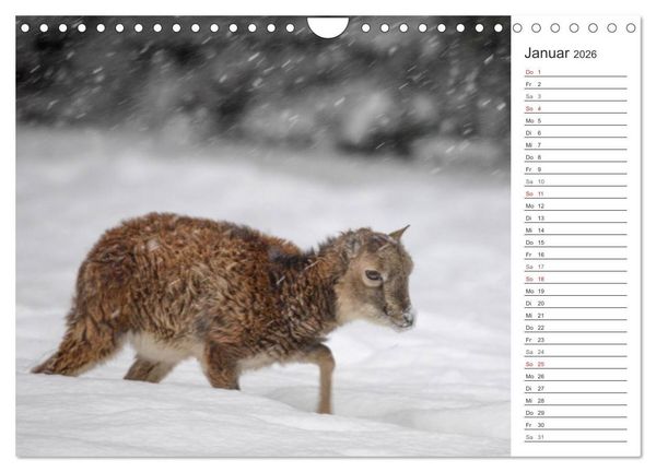 Produktbild: Emotionale Momente: Muffelwild. (Wandkalender 2026 DIN A4 quer), CALVENDO Monatskalender