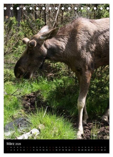 Produktbild: Zootiere (Tischkalender 2026 DIN A5 hoch), CALVENDO Monatskalender
