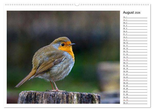 Produktbild: Gefiederte Freunde - Unsere heimischen Gartenv&ouml;gel (Wandkalender 2026 DIN A2 quer), CALVENDO Monatskalender