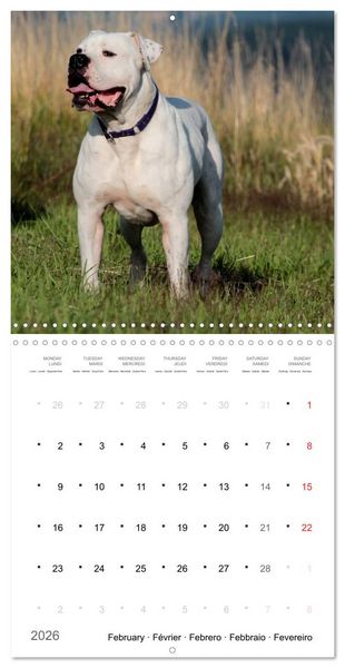 Produktbild: American Bulldog (Wall Calendar 2026 12 &times; 12 Inch) CALVENDO 12 Month Wall Calendar