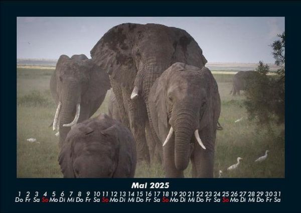 Produktbild: Der Elefantenkalender 2025 Fotokalender DIN A5