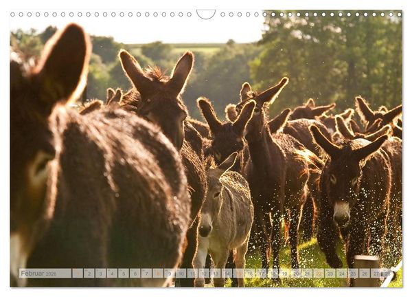 Produktbild: Zauberhafte Esel (Wandkalender 2026 DIN A3 quer), CALVENDO Monatskalender