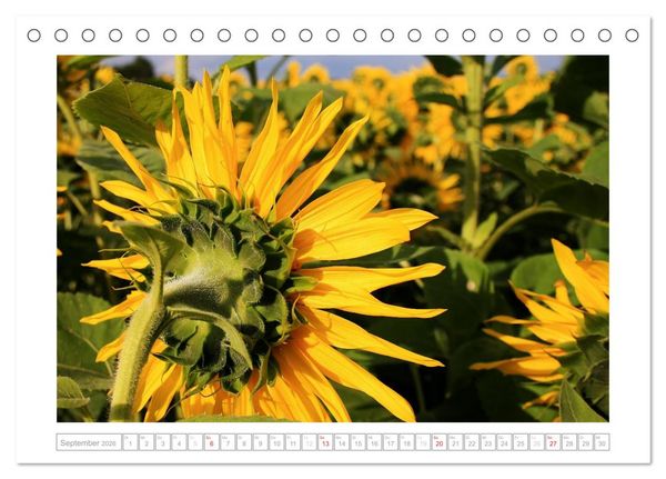Produktbild: Sonnentage 2026 (Tischkalender 2026 DIN A5 quer), CALVENDO Monatskalender