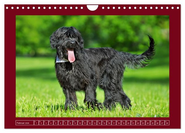 Produktbild: Herz auf vier Pfoten - Briard (Wandkalender 2026 DIN A4 quer), CALVENDO Monatskalender