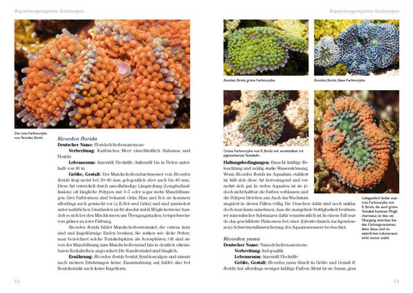 Produktbild: Scheibenanemonen im Meerwasseraquarium