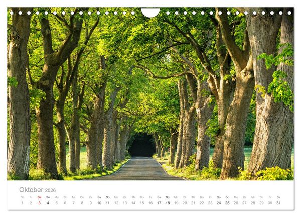 Produktbild: R&uuml;gen ein Sommertraum (Wandkalender 2026 DIN A4 quer), CALVENDO Monatskalender