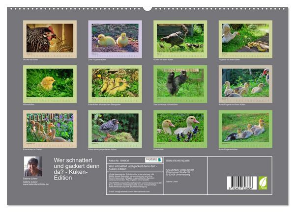 Produktbild: Wer schnattert und gackert denn da? - K&uuml;ken-Edition (Wandkalender 2026 DIN A2 quer), CALVENDO Monatskalender