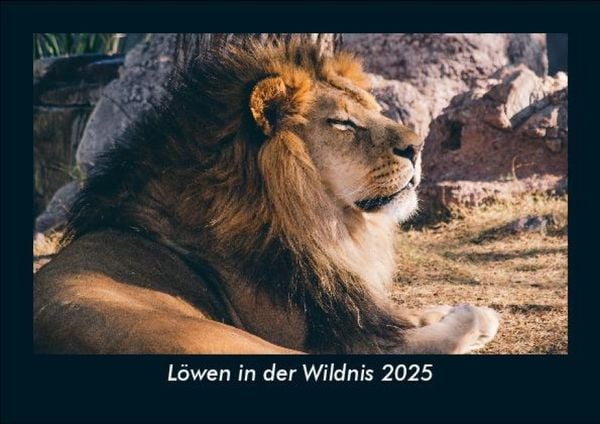 Produktbild: L&ouml;wen in der Wildnis 2025 Fotokalender DIN A5
