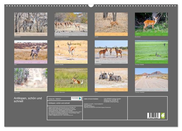 Produktbild: Antilopen, sch&ouml;n und schnell (Wandkalender 2026 DIN A2 quer), CALVENDO Monatskalender