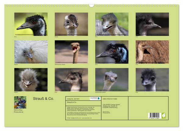 Produktbild: Strau&szlig; & Co. (Wandkalender 2026 DIN A2 quer), CALVENDO Monatskalender
