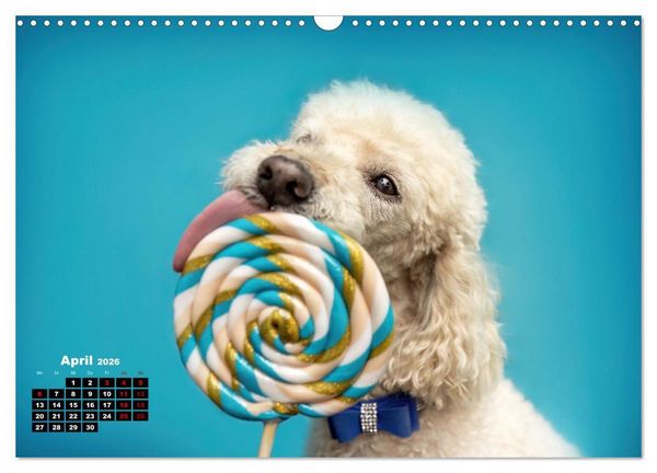 Produktbild: S&uuml;&szlig;e Schnauzen (Wandkalender 2026 DIN A3 quer), CALVENDO Monatskalender