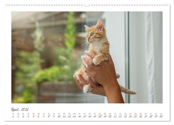 Produktbild: Zauberhafte rote K&auml;tzchen (hochwertiger Premium Wandkalender 2026 DIN A2 quer), Kunstdruck in Hochglanz