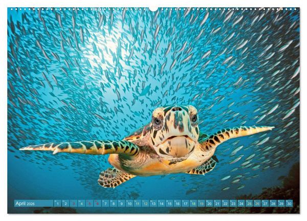 Produktbild: Tauchen: Wunderbares tiefblaues Meer (hochwertiger Premium Wandkalender 2026 DIN A2 quer), Kunstdruck in Hochglanz