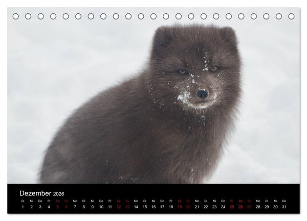Produktbild: Polarfuchsstudien Wildlife (Tischkalender 2026 DIN A5 quer), CALVENDO Monatskalender