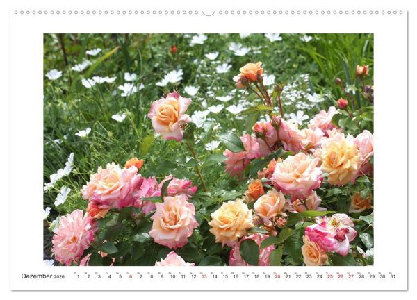 Produktbild: Rosenlust (Wandkalender 2026 DIN A2 quer), CALVENDO Monatskalender