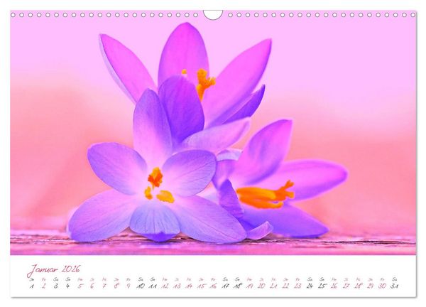 Produktbild: Bl&uuml;tentr&auml;ume in violett und pink (Wandkalender 2026 DIN A3 quer), CALVENDO Monatskalender