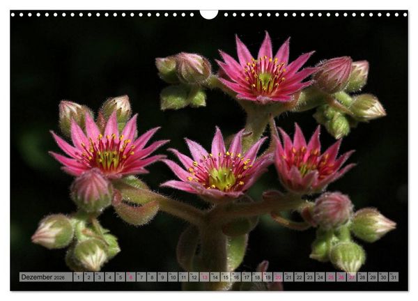 Produktbild: Sempervivum - Hauswurz (Wandkalender 2026 DIN A3 quer), CALVENDO Monatskalender