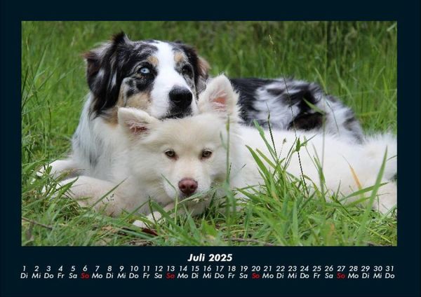 Produktbild: Hundezauber 2025 Fotokalender DIN A4