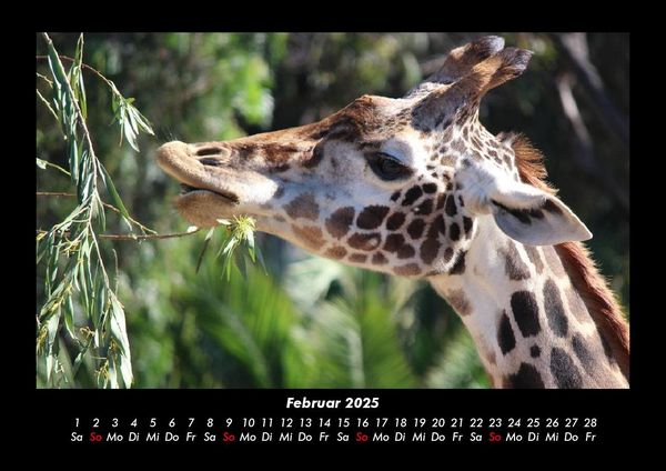 Produktbild: Giraffen 2025 Fotokalender DIN A3