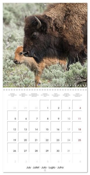 Produktbild: Yellowstone National Park (Wall Calendar 2027 12 &times; 12 Inch) CALVENDO 12 Month Wall Calendar