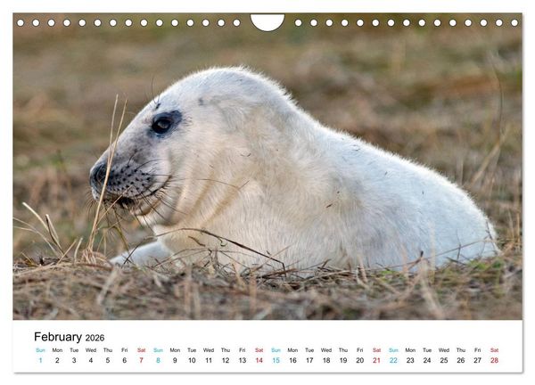Produktbild: Grey Seal Pups of Donna Nook (Wall Calendar 2026 DIN A4 landscape), CALVENDO 12 Month Wall Calendar
